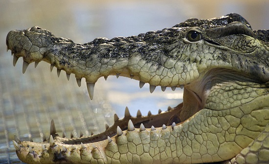 بالفيديو.. تمساح ضال يثير الرعب في شوارع مدينة سعودية‎