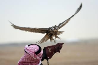 سعوديان يمضيان ليلتهما بمطار القاهرة لرعاية 8 صقور ممنوعة