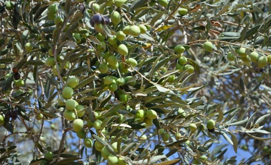 عجلون تتوقع انتاج 19 الف طن من الزيتون