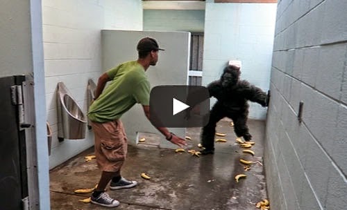 شاهد ..شاب تنكر في زي غوريلا