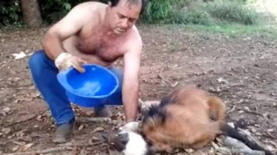فيديو مذهل: يسقي ذئباً متوحشاً سقط من شدة العطش