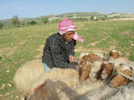 شكوى من عدم توفر علاجات تحصين المواشي بالكرك شكوى من عدم توفر علاجات تحصين المواشي بالكرك