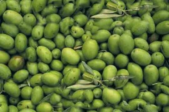 محاضرة علمية متخصصة في مجال اصناف الزيتون