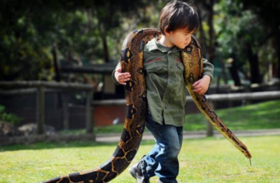 ابن العامين صديق الأفاعي الضخمة  !!! ( صـور )