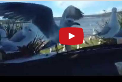 طيور تحاول التقاط الطعام من خلف زجاج السيارة