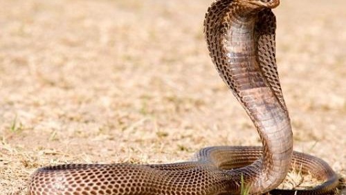 أسترالي يستيقظ على أفعى تلتف حول عنقه في فراشه