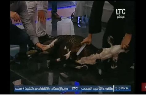 فيديو.. إعلامي مصري يذبح ''خروفا'' بالاستيديو على الهواء مباشرة فيديو.. إعلامي مصري يذبح ''خروفا'' بالاستيديو على الهواء مباشرة
