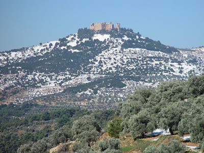 محافظ عجلون بالوكالة:  ستتخذ أشد الإجراءات بحق من يقومون بتقطيع الأشجار