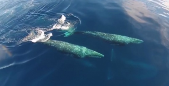 شاهد..طائرة بدون طيار تصطاد الحيتان