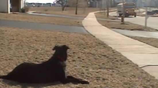 بالفيديو .. مليون ونصف مشاهد لكلب يستقبل صديقه ويحمل عنه حقيبته المدرسية !