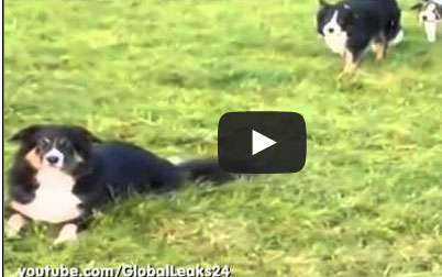 كلب يريد مفاجأة آخر ..لكن حدث ما لم يكن يتوقع !