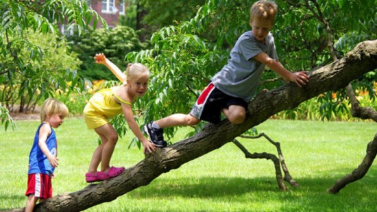 تسلق الأشجار يساعد في تحسين الذاكرة