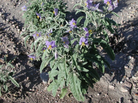 دورة في اربد للتوعية بمخاطر عشبة الباذنجان السام