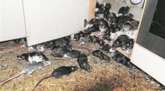 رجل يعيش مع 300 جرذ بمنزله