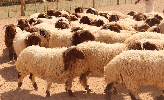 فقدان 1200 رأس من الأغنام جراء العواصف في الرويشد