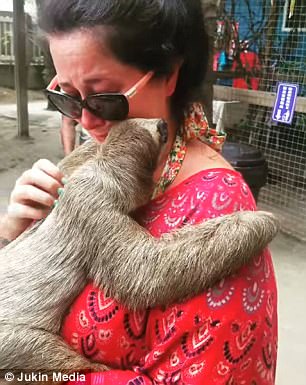 شاهد..  رد فعل امرأة تحمل حيوان الكسلان لأول مرة