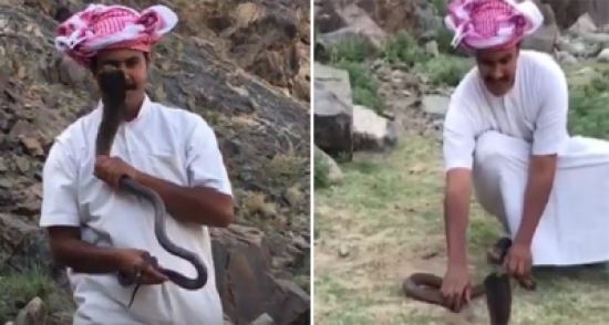 ‏بالفيديو: سعودي يقبل أفعى سامة بطريقة المحترفين في التعامل مع الثعابين