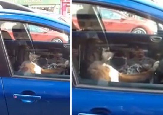 كلب يستعجل صاحبته أثناء تسوقها