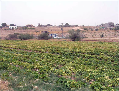 الرياح القوية تلحق اضرارا بمزارع غور الصافي