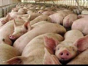 اعدام 69 خنزيرا في لواء القصر