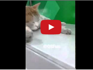 يوقظ قطاً نائماً فوق مكينة الصراف الآلي