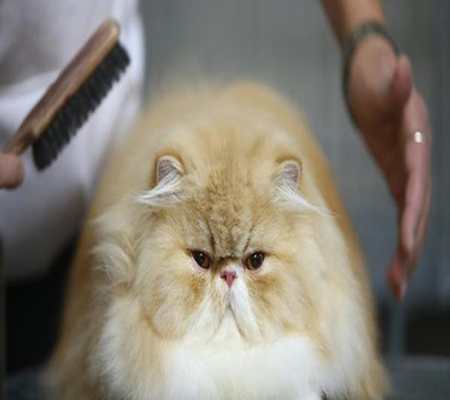 أثاث فاخر بتصميمات باريسية لرفاهية القطط والكلاب