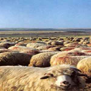 هذا اليوم .. راعي غنم يقتل راعيا آخر في ذيبان 