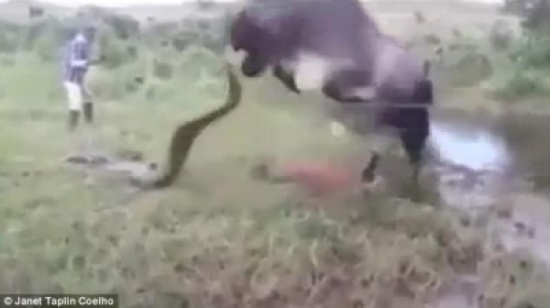 فيديو| لن تصدّقوا ماذا فعلت بقرة غاضبة مع أفعى “أناكوندا” عملاقة قتلت عجلها الصغير!
