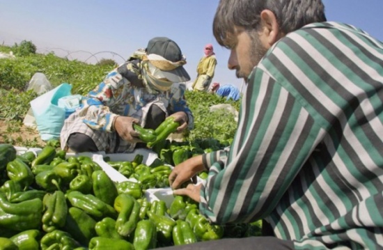 البطالة تتحول إلى أزمة تخنق الأردنيين