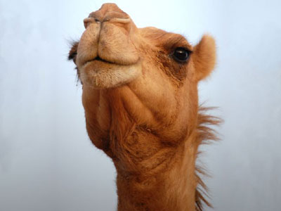 جمل يعضّ جنديا مصريا ويصيبه بجراح بالغة