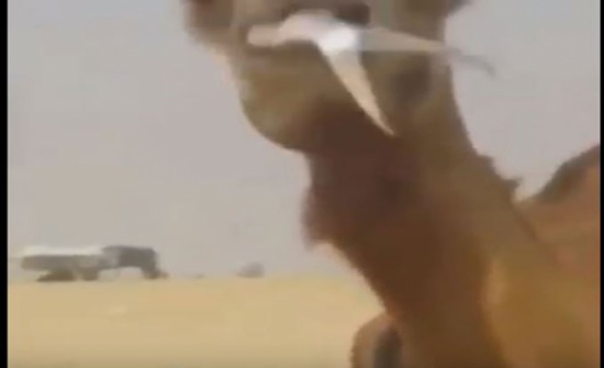 فيديو .. جمل يأكل سمك