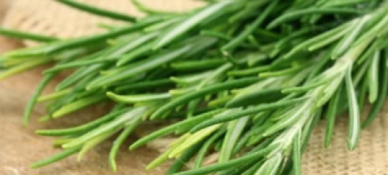 إكليل الجبل يحسِّن الذاكرة