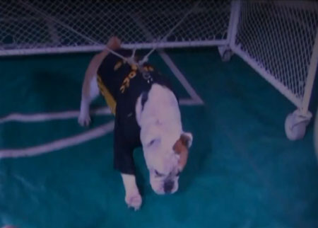 الكلاب مهووسة بالكلاسيكو