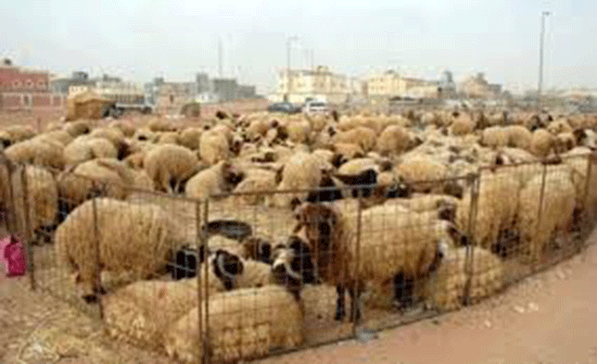 مأدبا: نقل سوق المواشي لموقعه الجديد قريبا