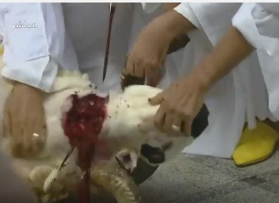بالفيديو: ملك المغرب يذبح خروفا