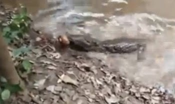 تمساح يلتهم أفعى فيموتان معا