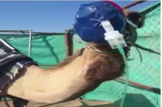 شاهد..جمل يأخذ جرعة أكسجين إثر تأثره صحيًا بعد الموجات الأخيرة