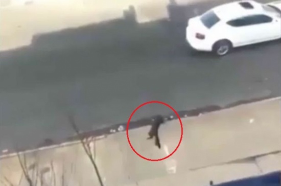 شاهد.. مُراهقة ترمي قطة عن الشرفة من دون شفقة!