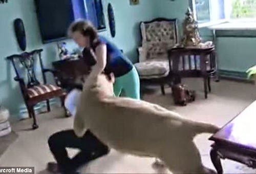 لبوءة تهاجم شابا داخل منزل