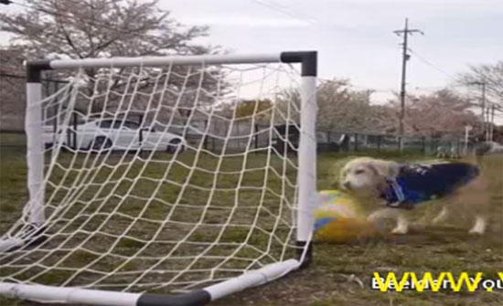 فيديو.. عندما يتحول كلب إلى حارس مرمى
