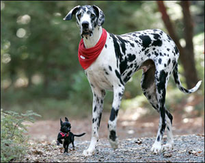 أطول كلب في العالم أميركي