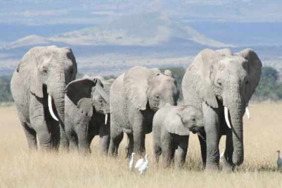 الفيلة تستخدم لغة سرية للتواصل