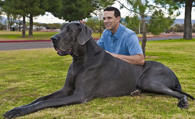 اضحم كلب في العالم 