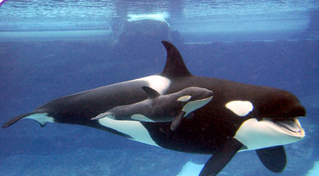 حوت يقتل مدربته 