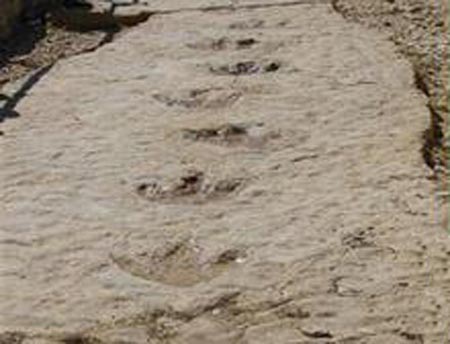 اكتشاف خطوات ديناصور بمحافظة تطاوين بالجنوب التونسي 