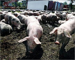 16226 عدد الوفيات في العالم جراء انفلونزا الخنازير 