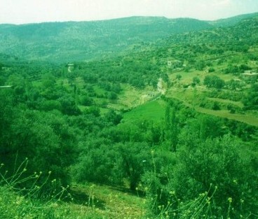 جلسة نقاشية تدعو الى تعديل التشريعات الناظمة للثروة الحرجية