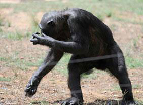 إعادة تأهيل شمبانزي من إدمان الكحول والنيكوتين بروسيا