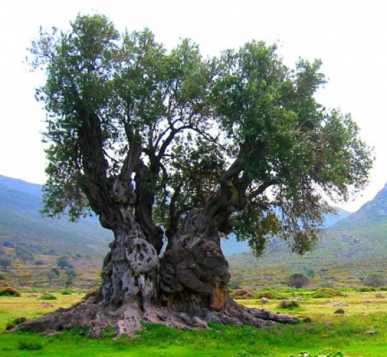اعتداء على شجرتين معمرتين في وادي الاردن