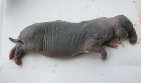 أرنبة تلد فيلا صغيرا في جنين!